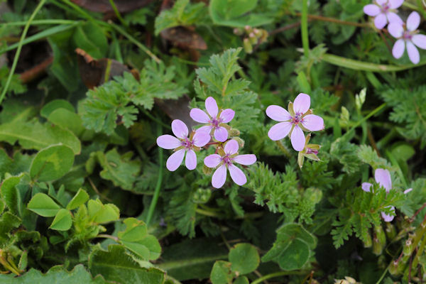 Redstem Storksbill