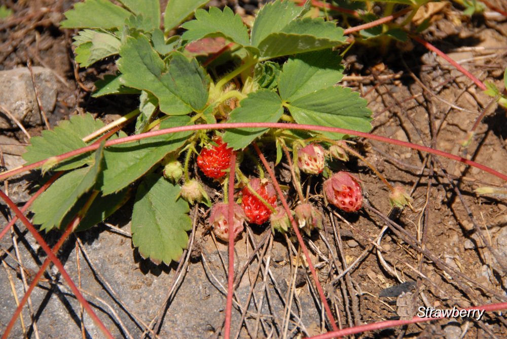  Mountain Strawberry