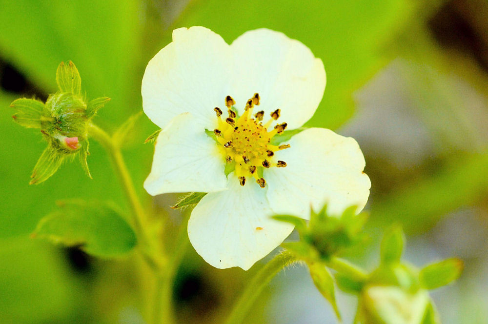  Mountain Strawberry