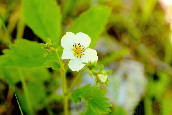 Woods Strawberry