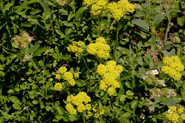 Sulphur Flower 