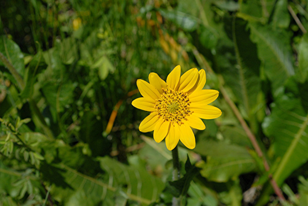 Common Sunflower