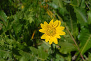 Sunflower, Common