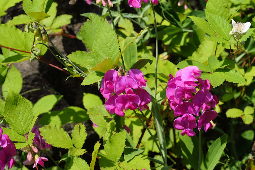 Perennial Sweetpea 