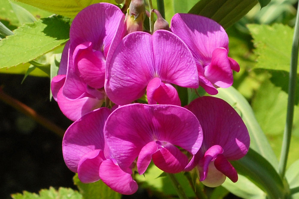 Perennial Sweetpea 