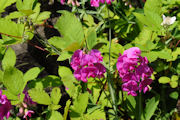 Sweetpea, Perennial