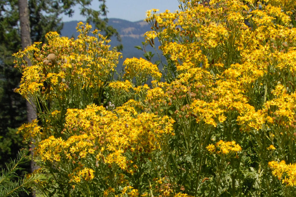 Tansy Ragwort 