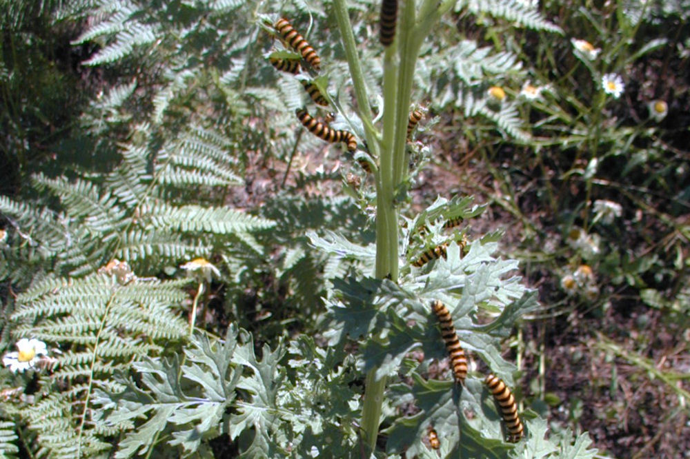 Tansy Ragwort Cinnabar Moths