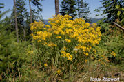 Tansy Ragwort