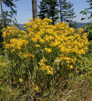 Tansy Ragwort