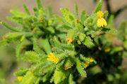 Tarweed, Clustered
