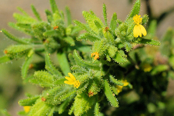 Clustered Tarweed