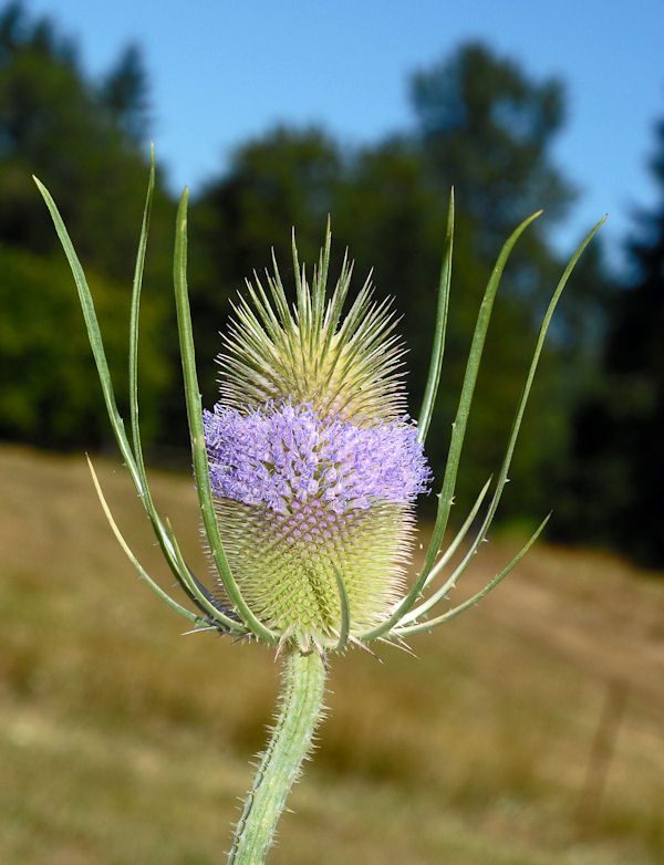 Fuller's Teasel 