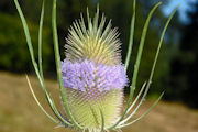 Teasel, Fuller's