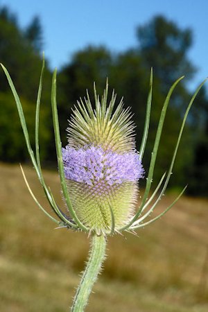 Fuller's Teasel