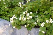 Thimbleberry