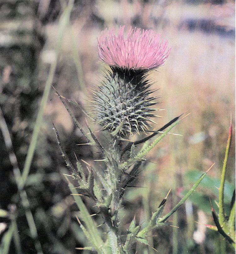 Bull Thistle 