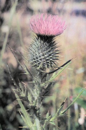 Bull Thistle