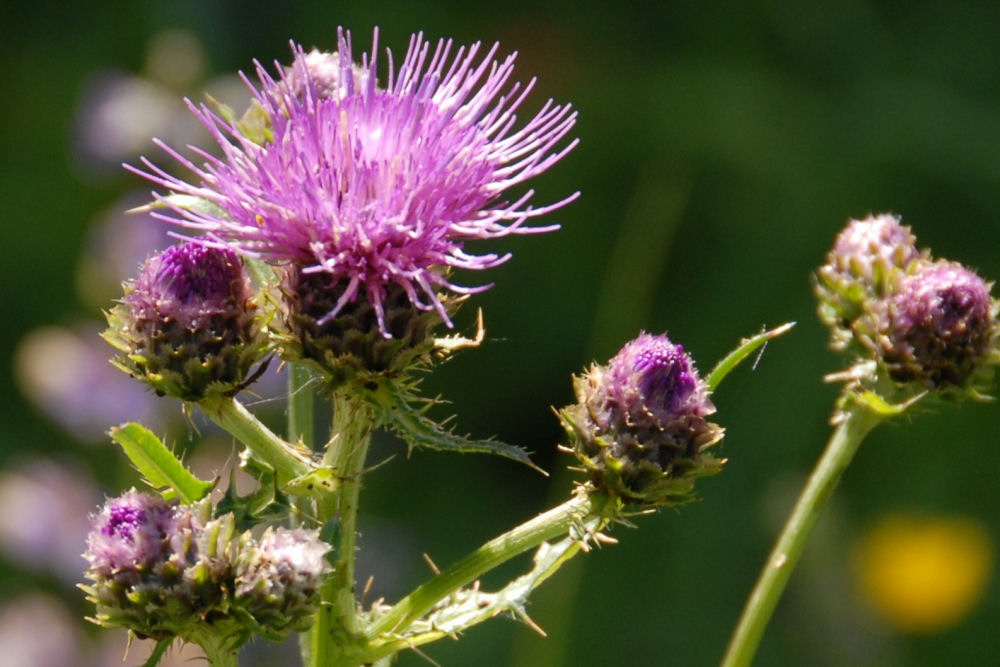  Canada Thistle