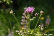 Thistle, Canada