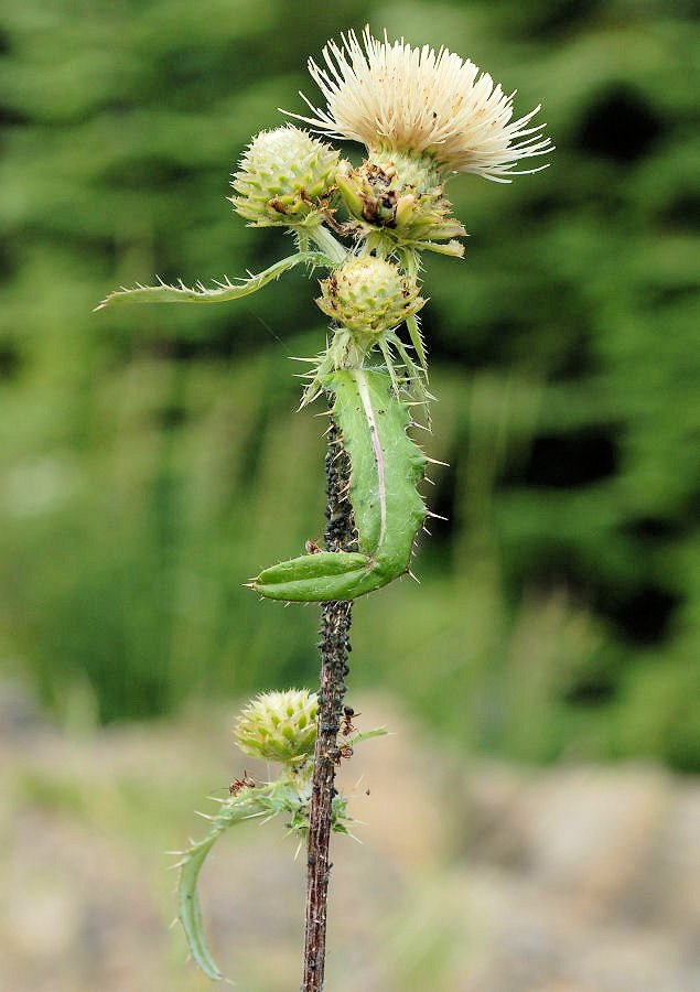  Indian Thistle