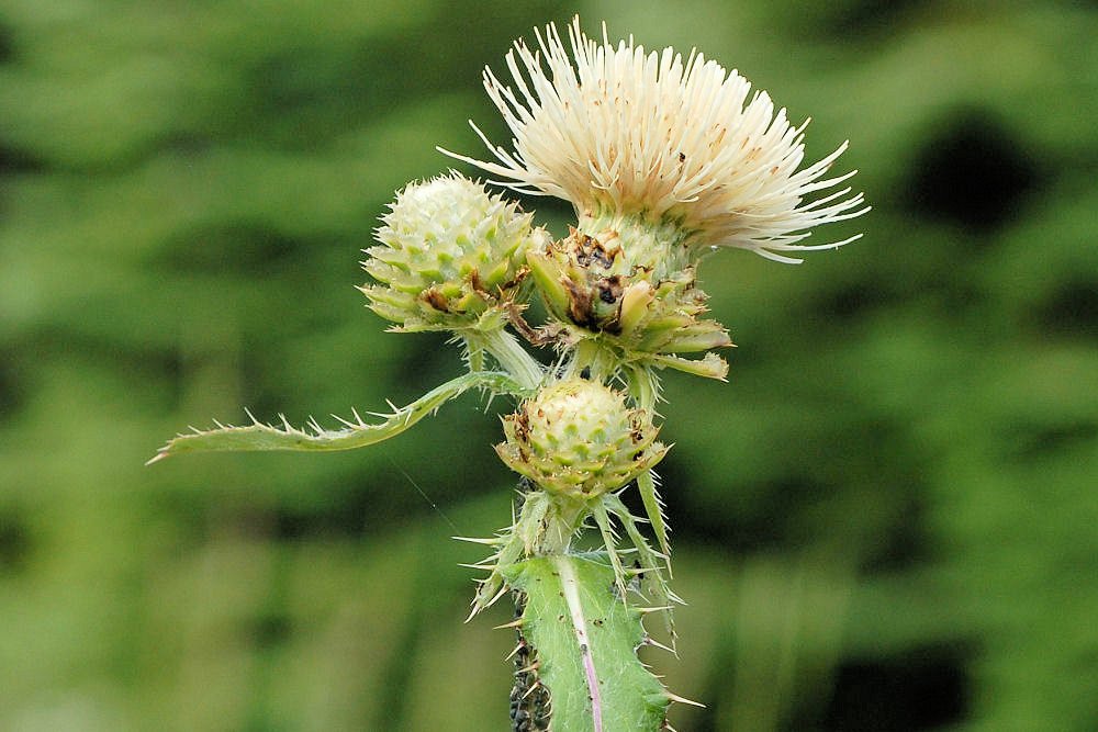  Indian Thistle