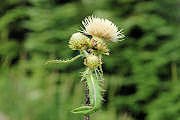 Thistle, Indian