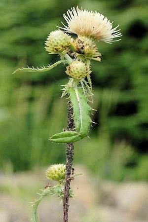 Indian Thistle