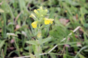 Toadflax, Common