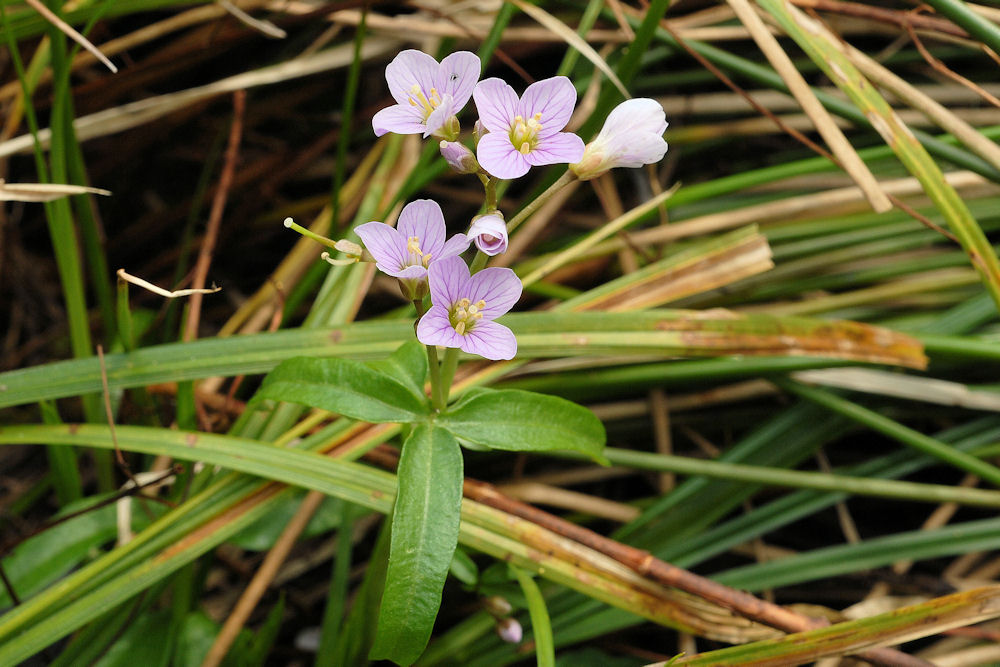  Oaks Toothwort