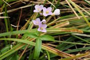 Toothwort, Oaks