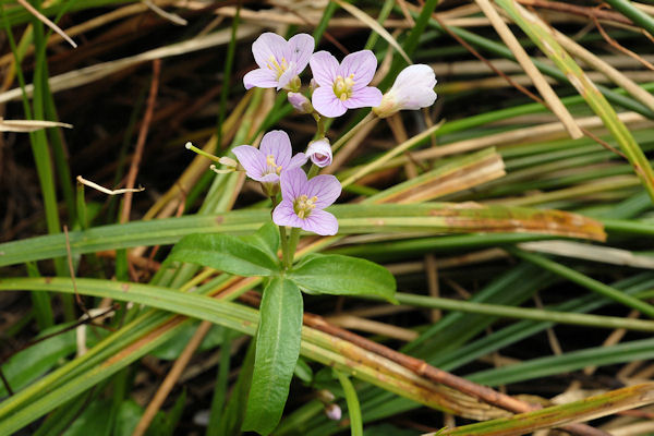 Oaks Toothwort