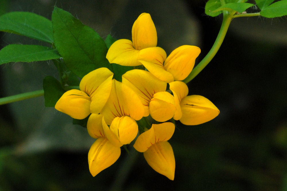  Bird's Foot Trefoil