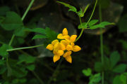 Trefoil, Bird's Foot