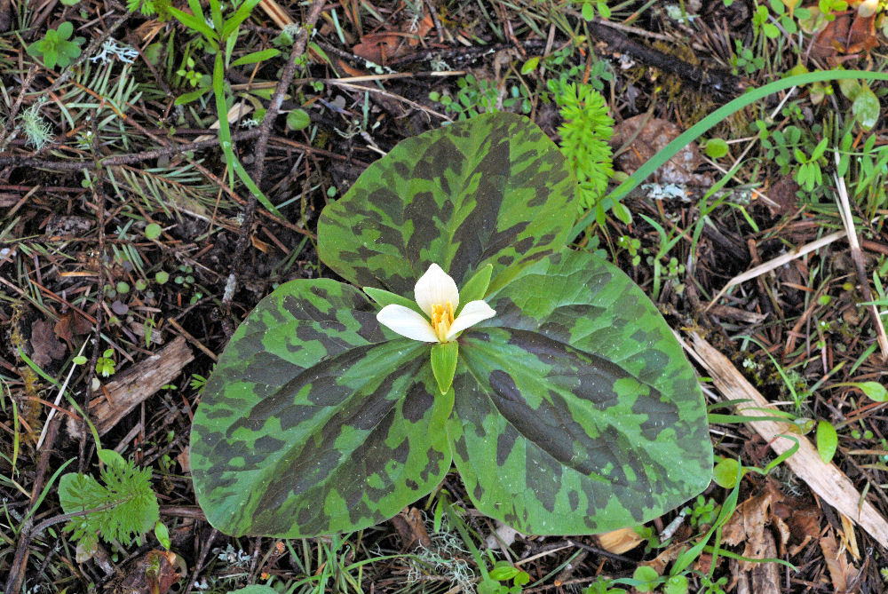 Small Flowered Trillium 