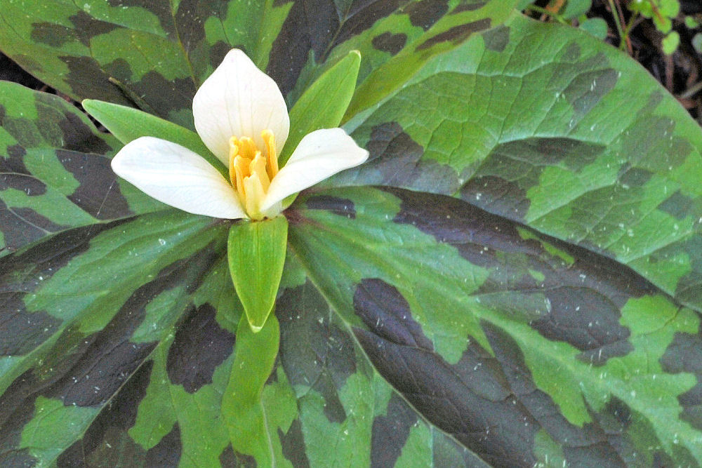 Small Flowered Trillium 