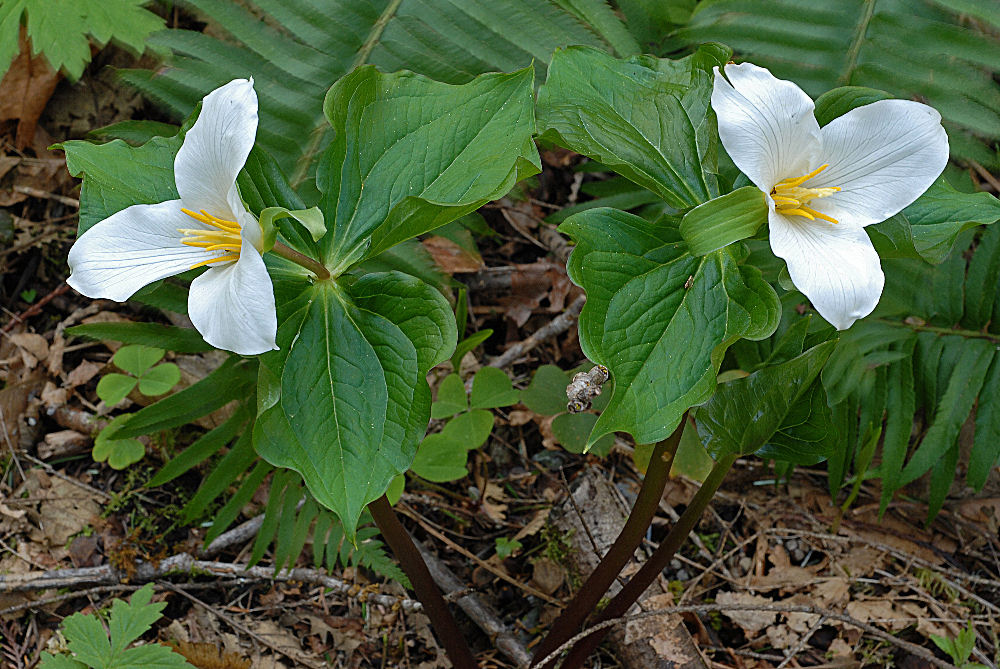 Western Trillium 