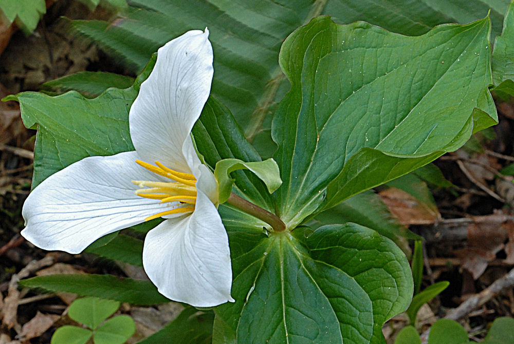 Western Trillium 