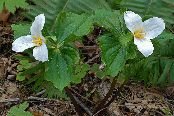 Western Trillium