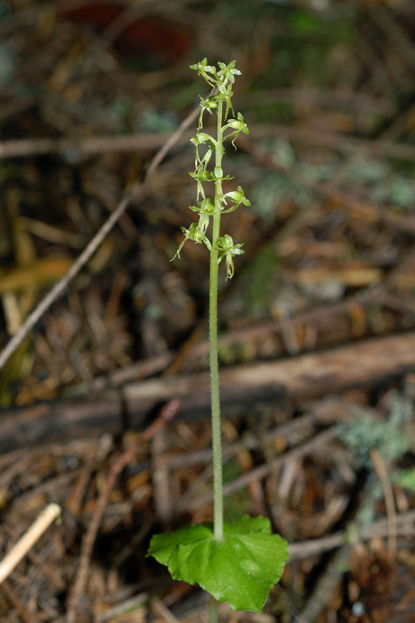 Heart Leaved Twayblade 