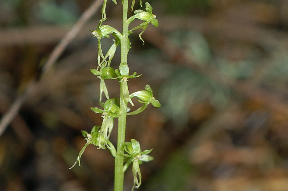 Heart Leaved Twayblade 