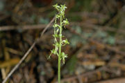 Twayblade, Heart Leaved