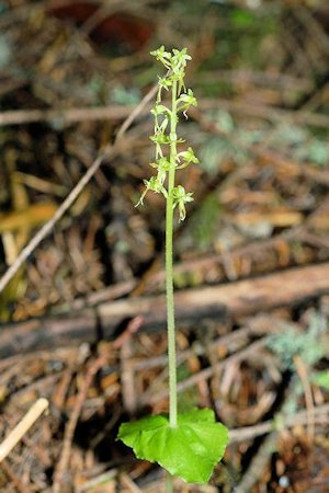 Heart Leaved Twayblade