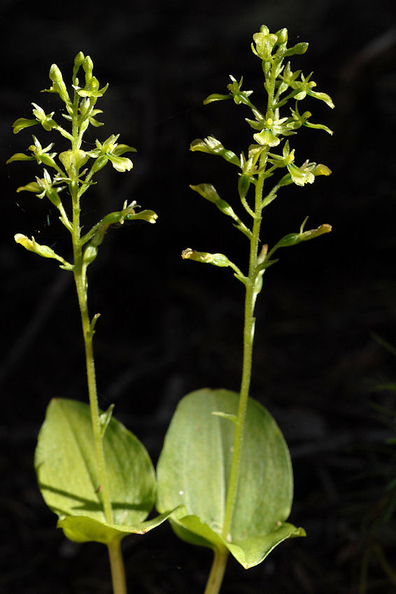 Northwestern Twayblade 