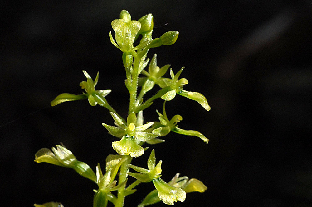 Northwestern Twayblade 