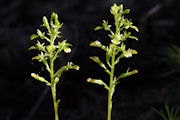 Twayblade, Northwestern