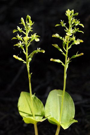 Northwestern Twayblade