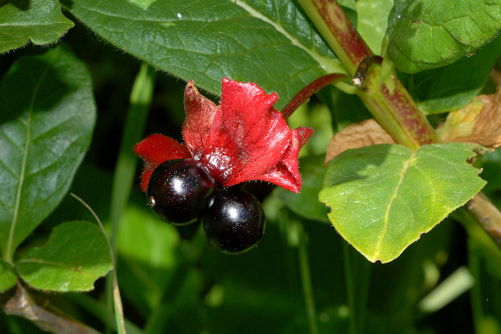 Black Twinberry 