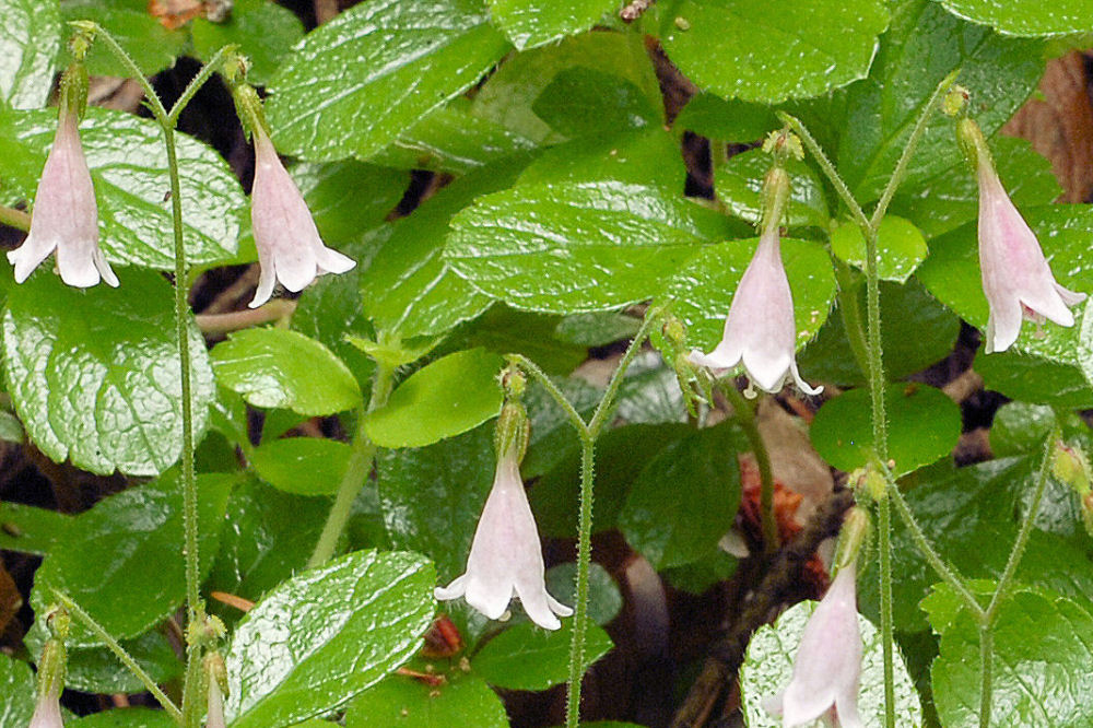  Twinflower