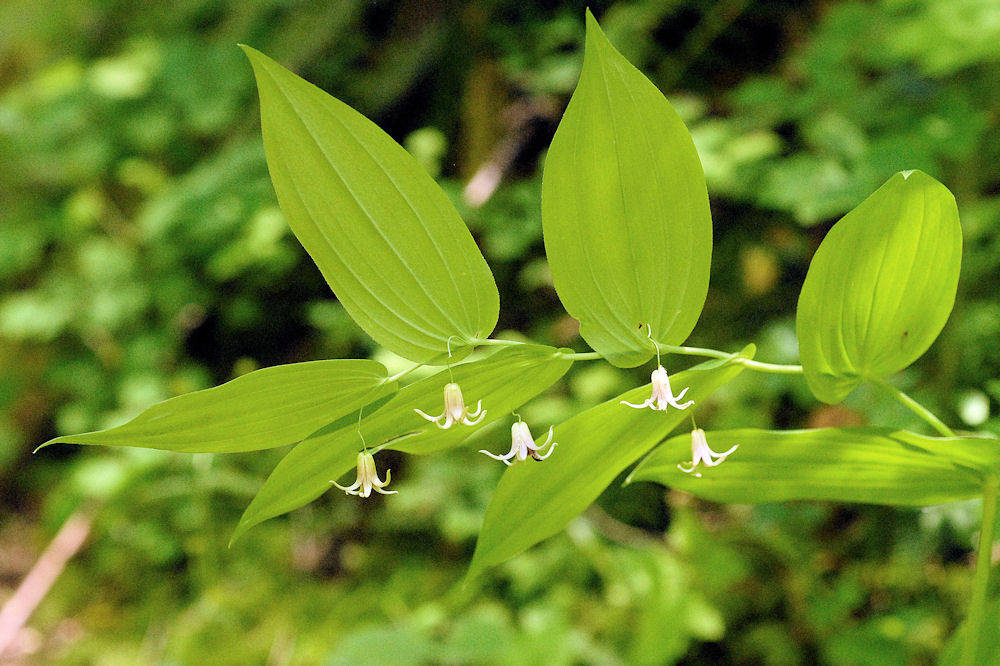  Clasping Twistedstalk